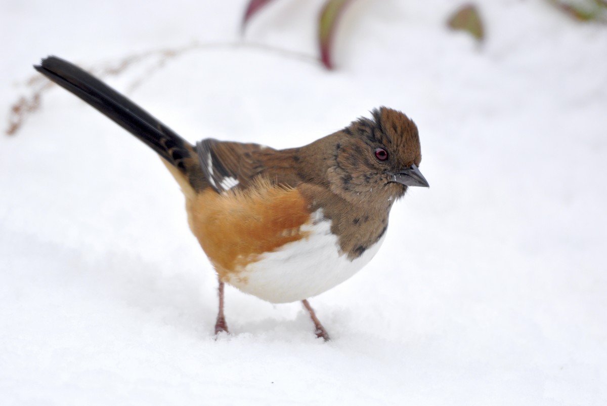 Eastern Towhee - Oliver Patrick