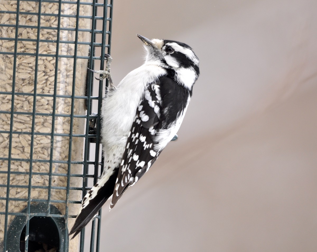 Downy Woodpecker (Eastern) - ML310201661