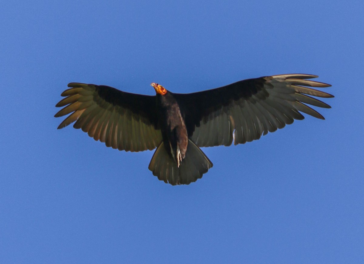 Lesser Yellow-headed Vulture - Robert Bochenek