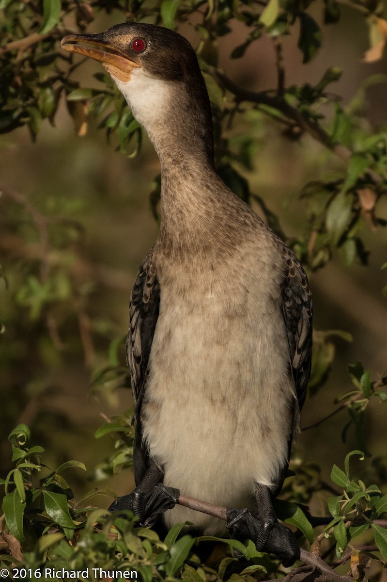 Long-tailed Cormorant - ML310209121