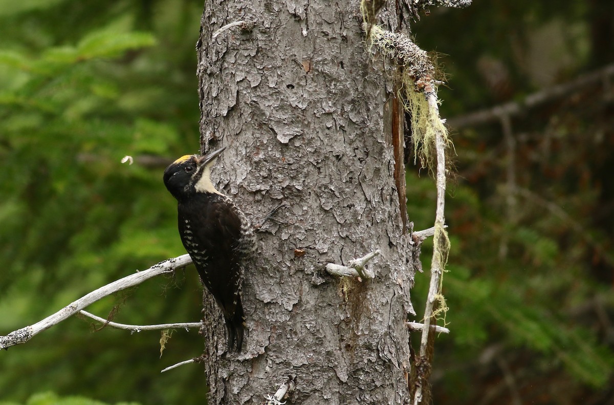 American Three-toed Woodpecker (Eastern) - Nathan Dubrow