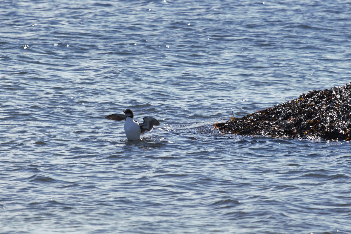 Thick-billed Murre - ML310214471