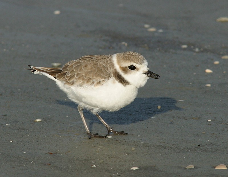 Snowy Plover - jerry amerson