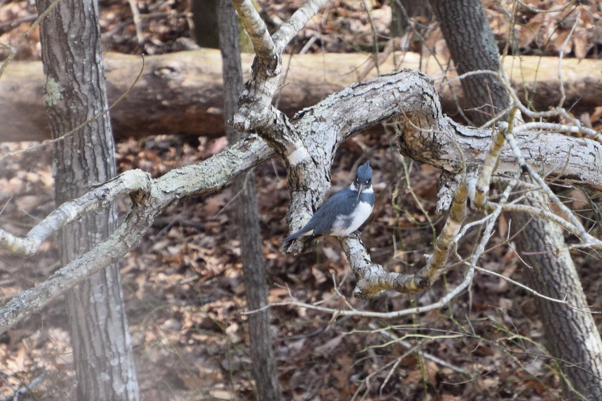 Belted Kingfisher - ML310216441