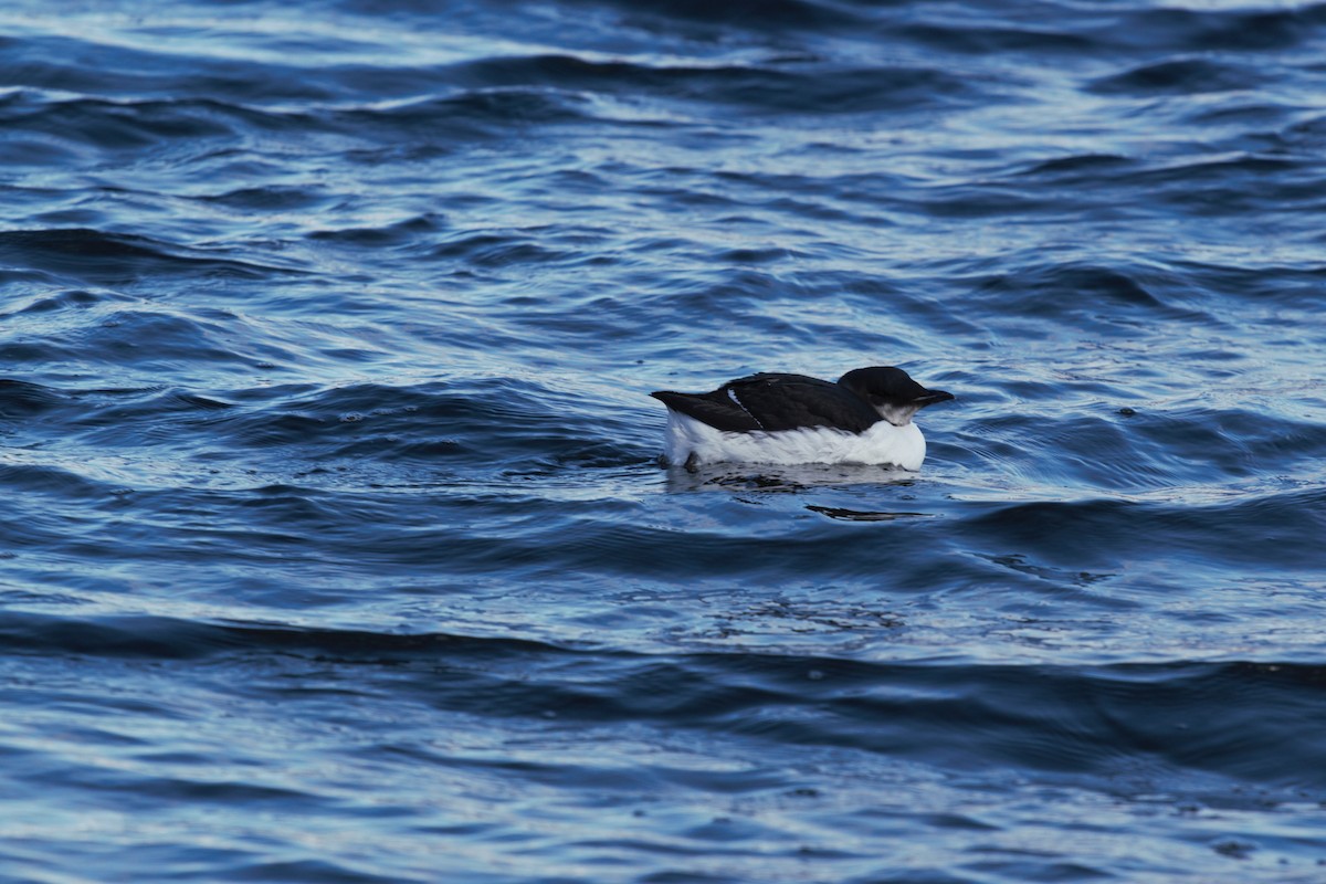 Thick-billed Murre - ML310216551