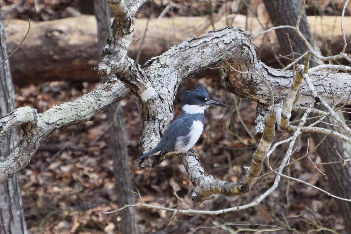 Belted Kingfisher - ML310216841