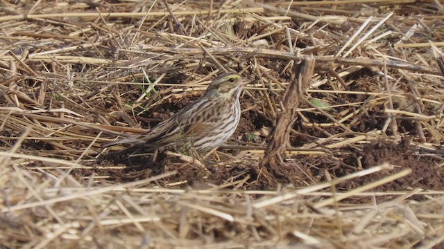 Savannah Sparrow - ML310221171
