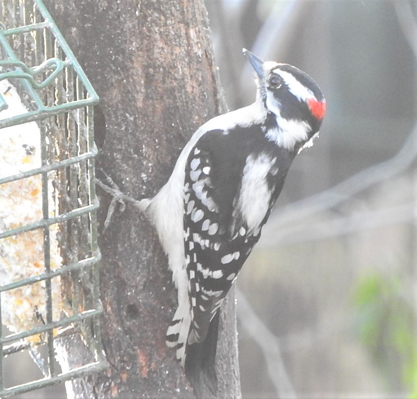 Downy Woodpecker - ML310222121