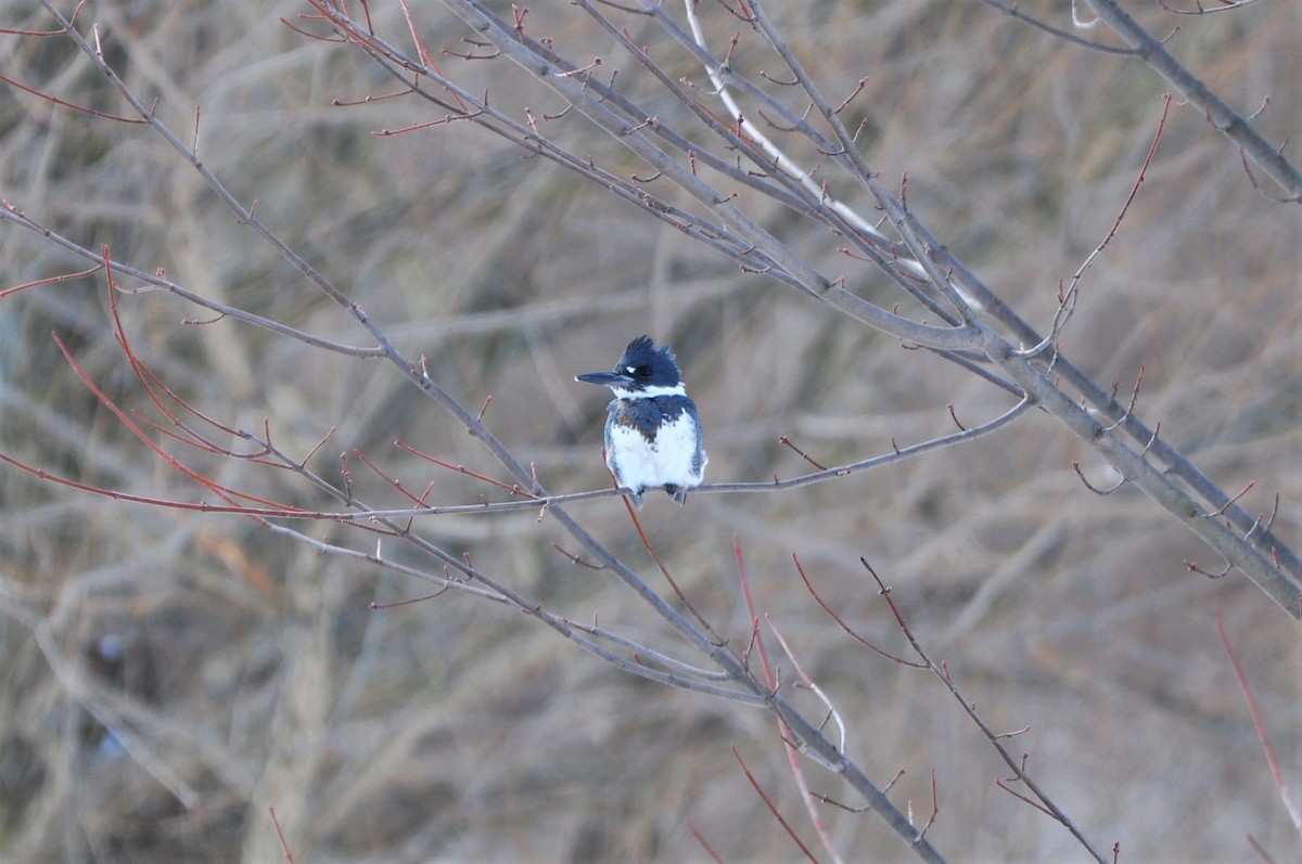 Belted Kingfisher - ML310223031