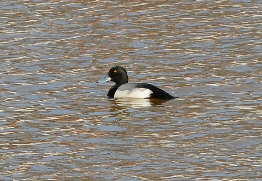 Greater Scaup - ML310223591