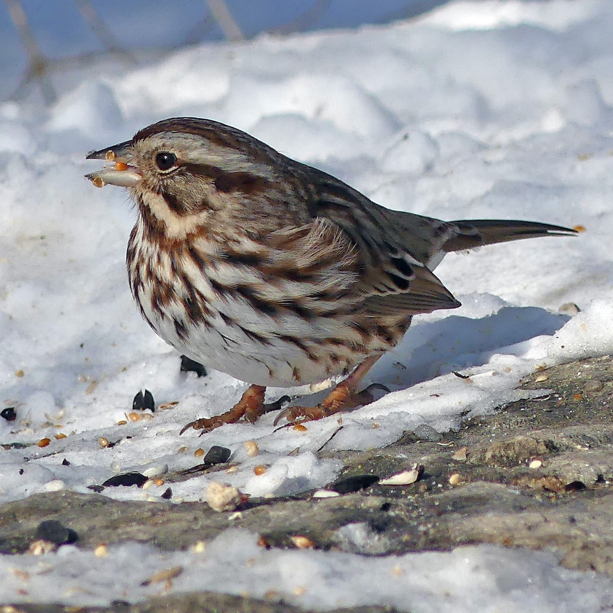 Song Sparrow - Colleen C
