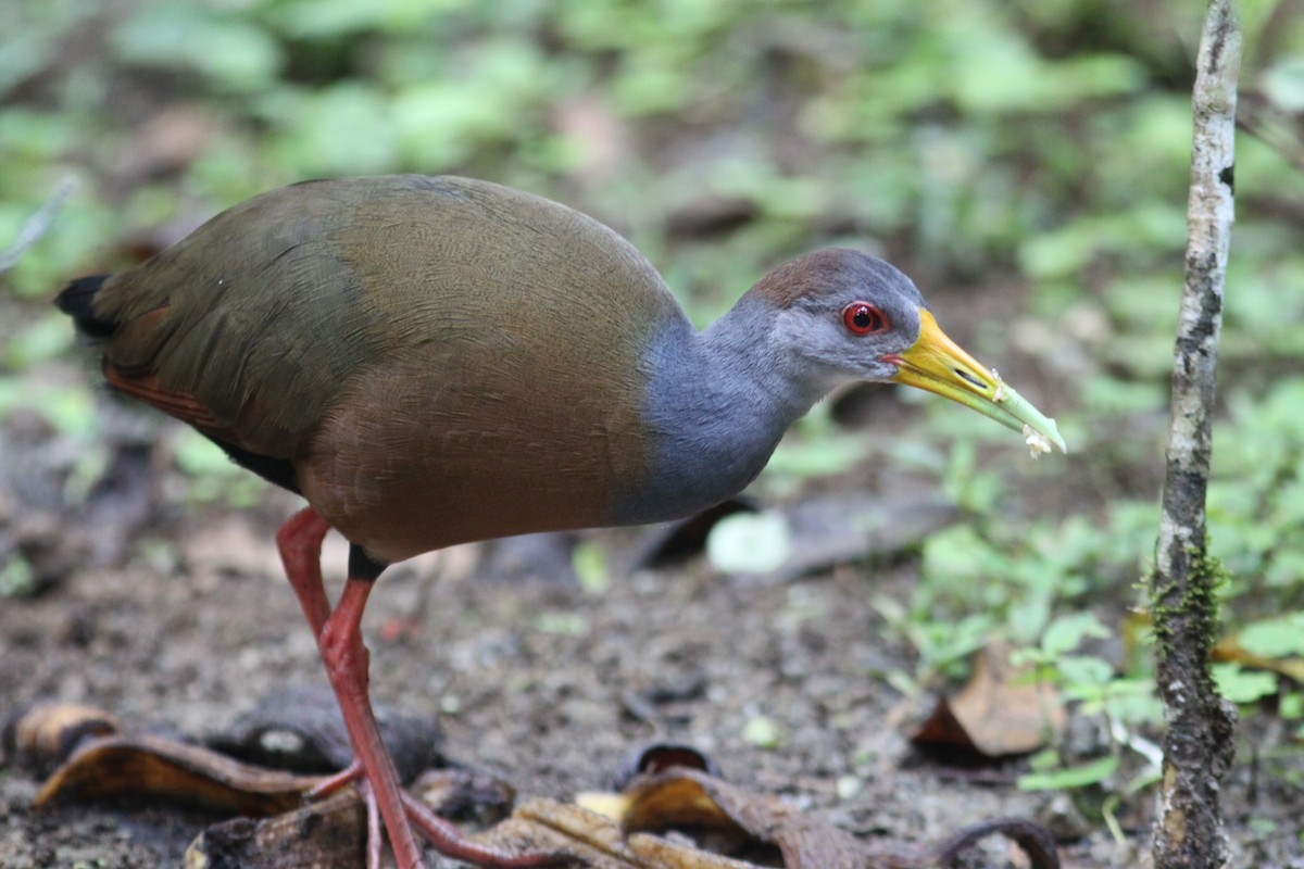 Russet-naped Wood-Rail - Andy Wilson