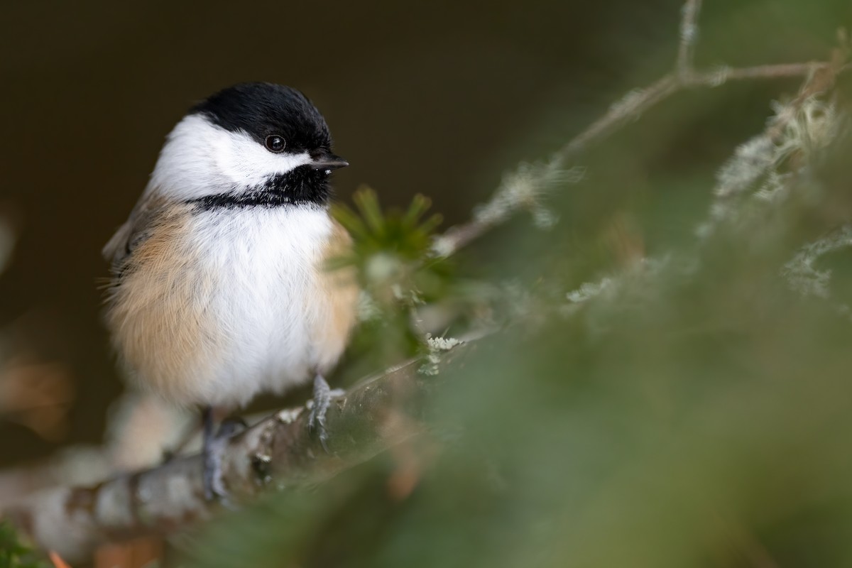 Black-capped Chickadee - Kyle Tansley