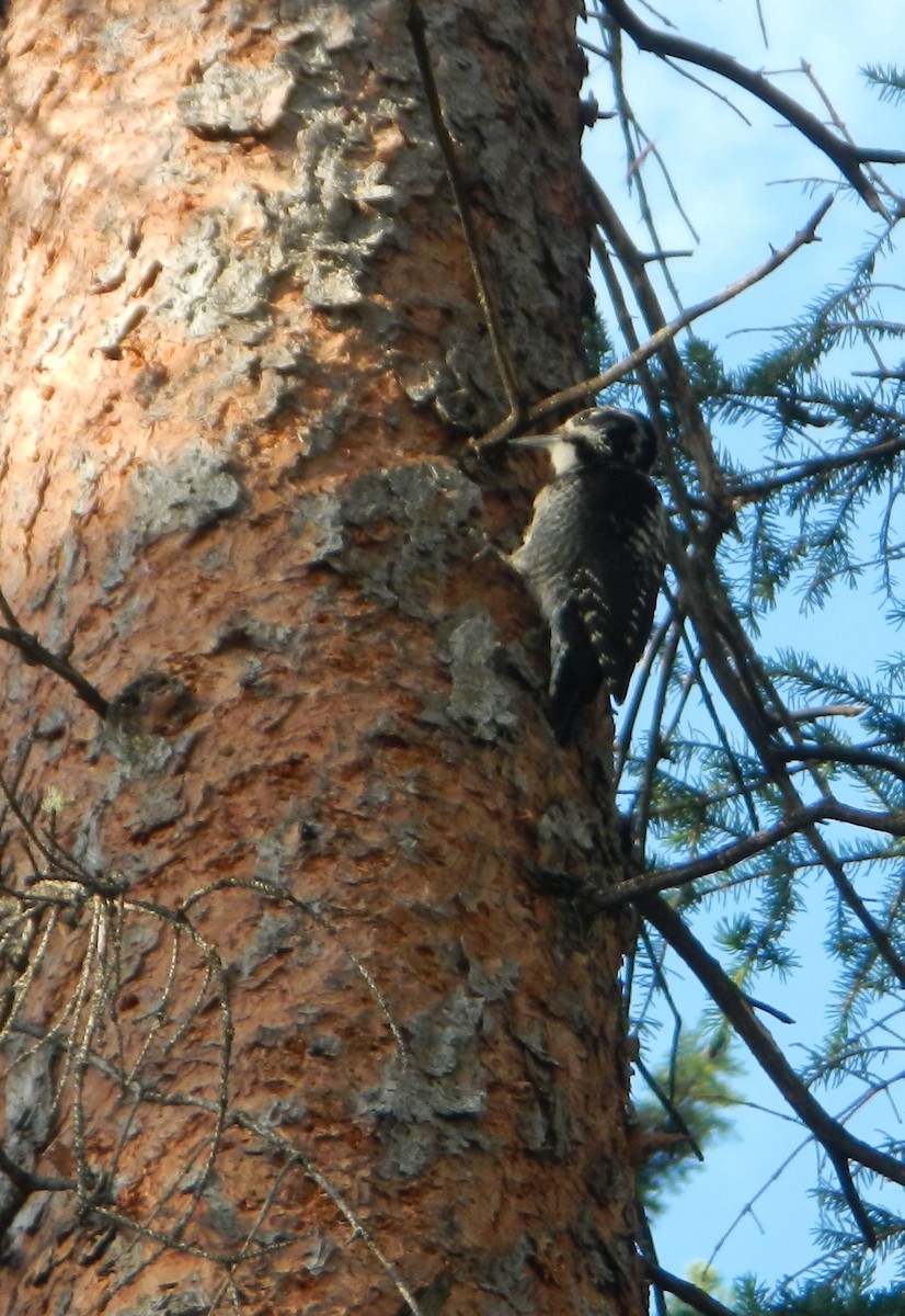 American Three-toed Woodpecker - Douglas Tate