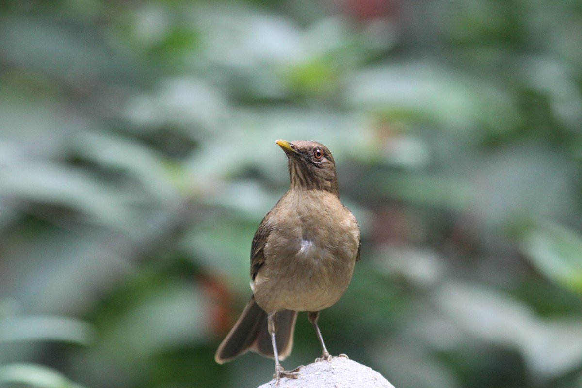Clay-colored Thrush - Andy Wilson
