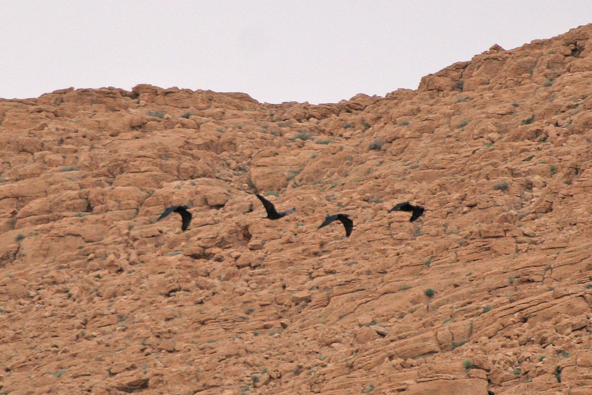 ibis skalní - ML310241241