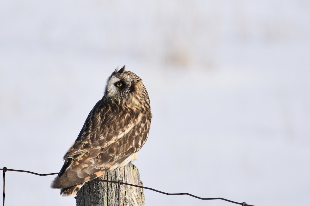 Short-eared Owl - ML310243111