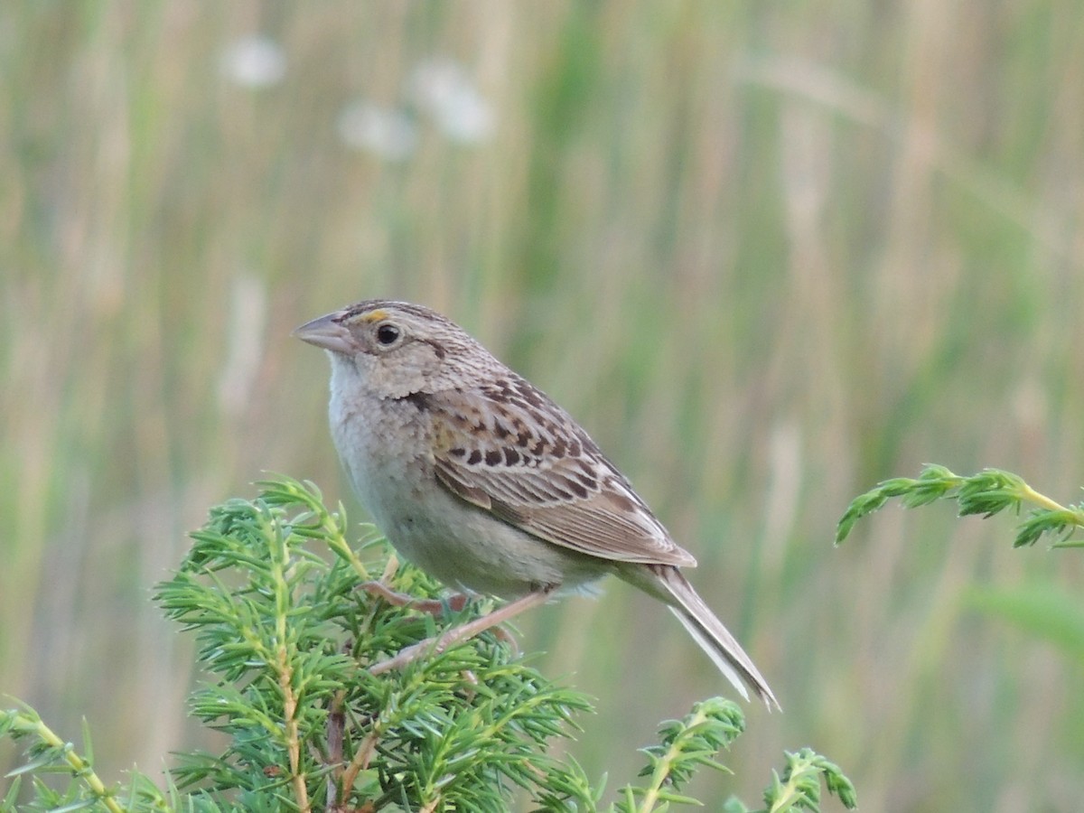 Grasshopper Sparrow - ML31024481