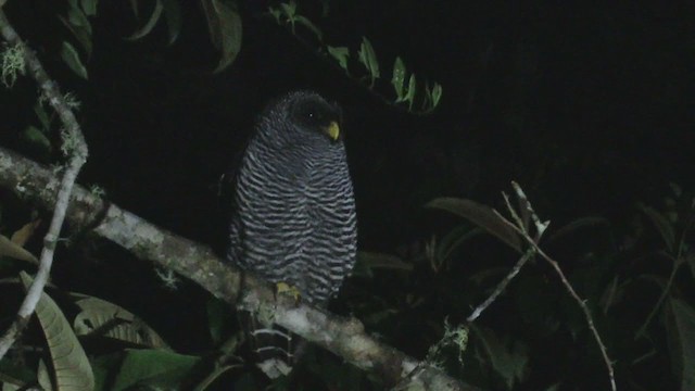 Black-banded Owl (San Isidro) - ML310248441