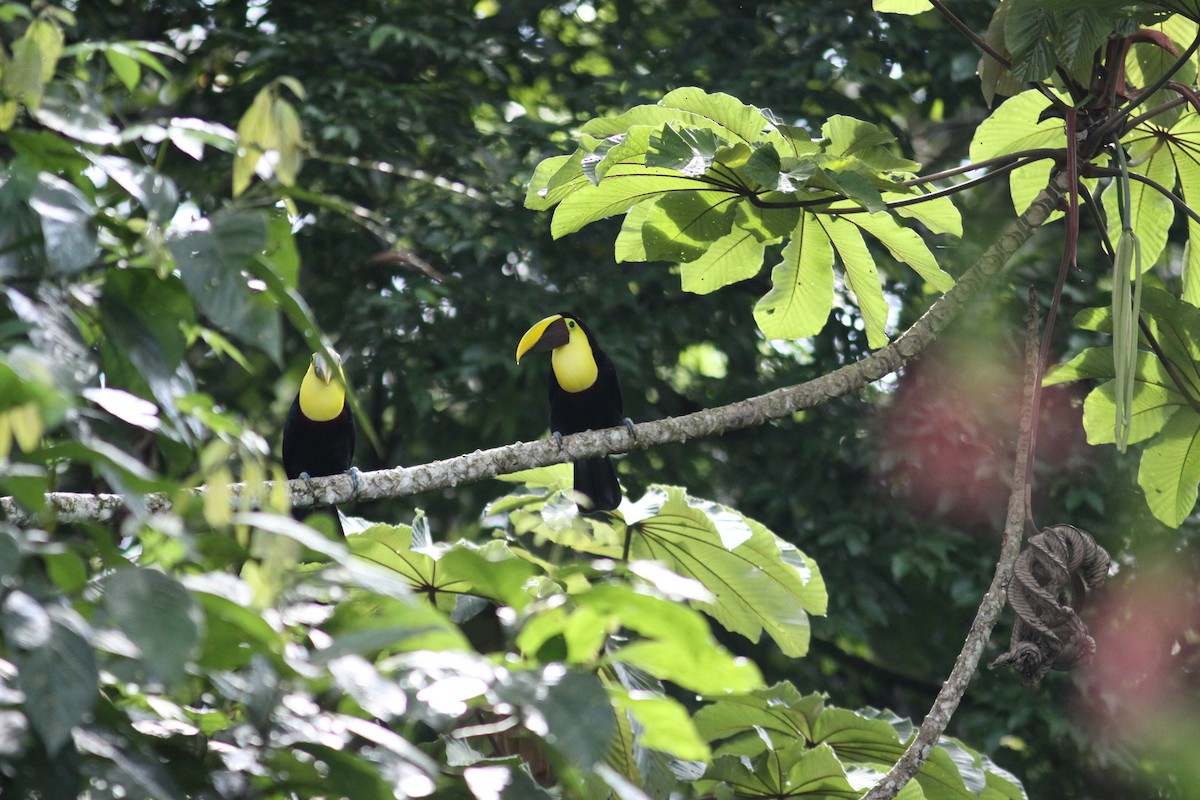 Yellow-throated Toucan (Chestnut-mandibled) - Andy Wilson