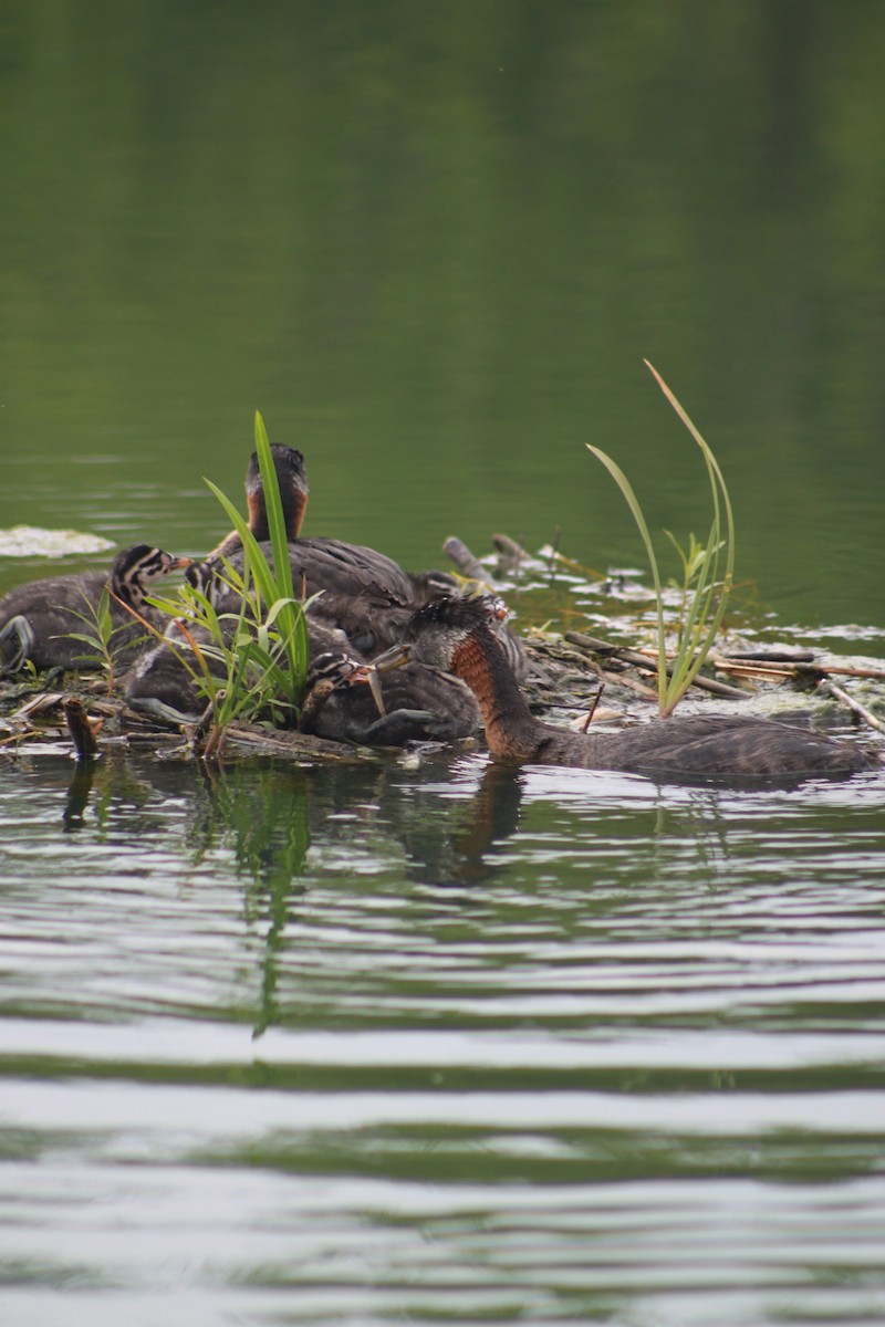 Red-necked Grebe - ML31025091