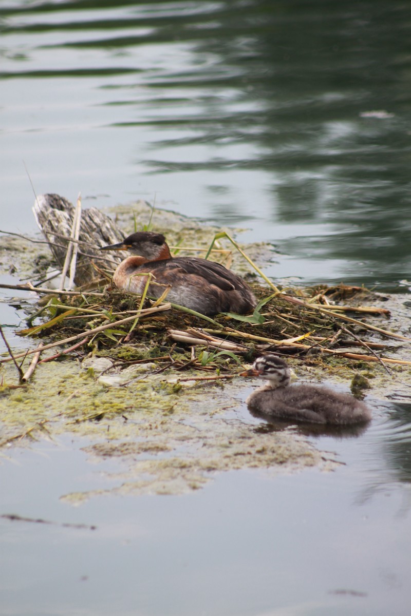 Red-necked Grebe - ML31025131