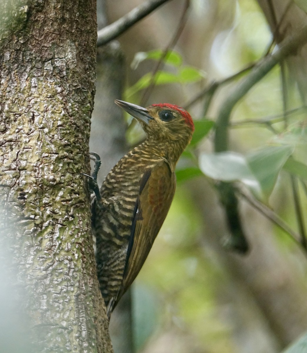 Red-stained Woodpecker - ML310252881