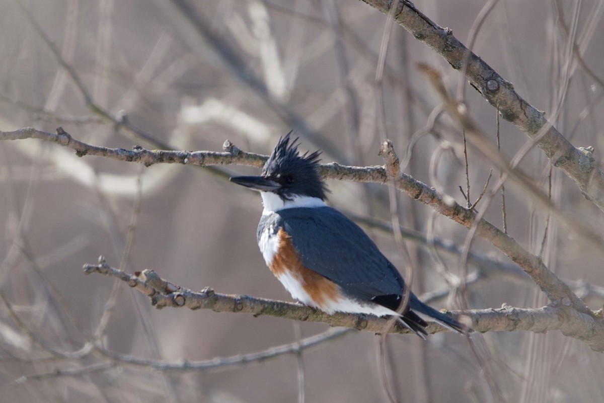 Belted Kingfisher - ML310255111