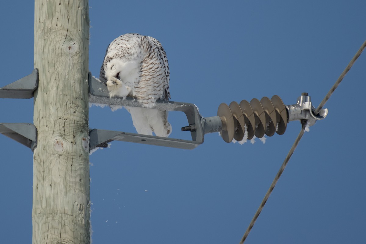 Snowy Owl - ML310257841