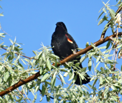 Red-winged Blackbird - Angie Trumbo