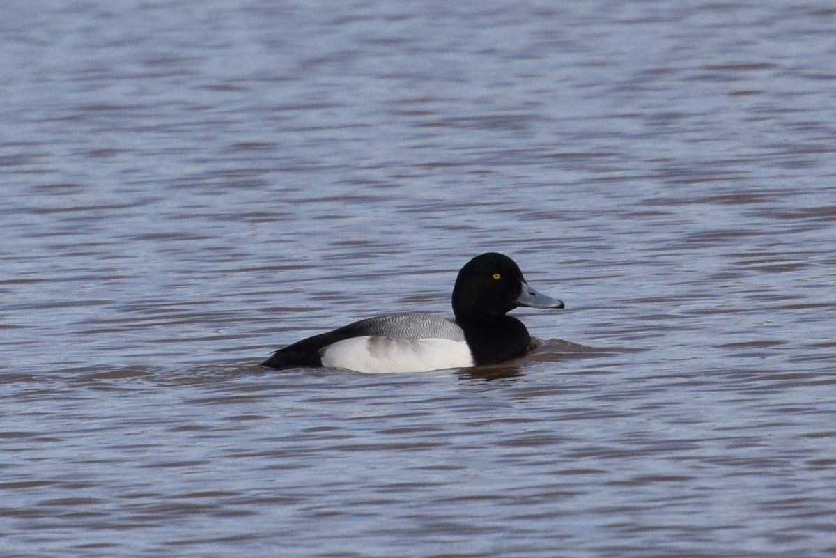 Greater Scaup - ML310264981