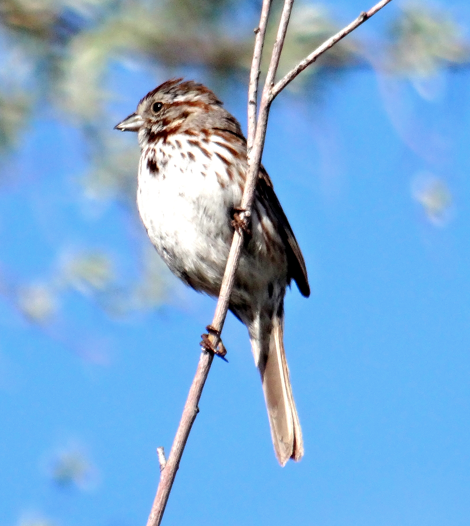 Song Sparrow - Angie Trumbo