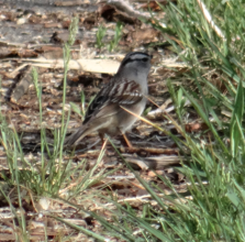 White-crowned Sparrow - ML31026541