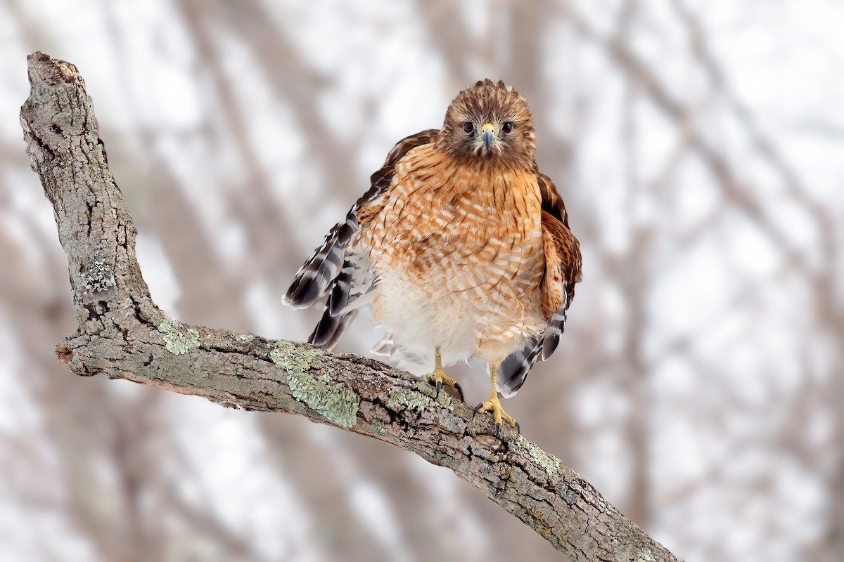 Red-shouldered Hawk - Brad Imhoff