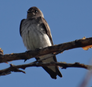 Northern Rough-winged Swallow - Angie Trumbo