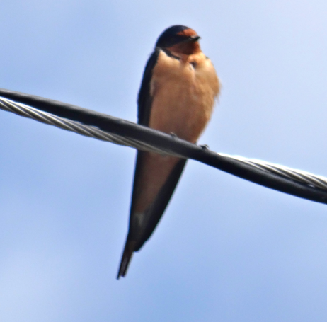 Barn Swallow - ML31026881