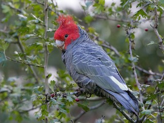 Gang-gang Cockatoo - Callocephalon fimbriatum - Birds of the World