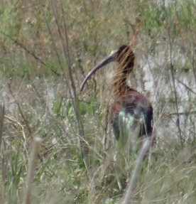 White-faced Ibis - Angie Trumbo