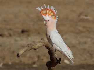 Pink Cockatoo - Lophochroa leadbeateri - Birds of the World