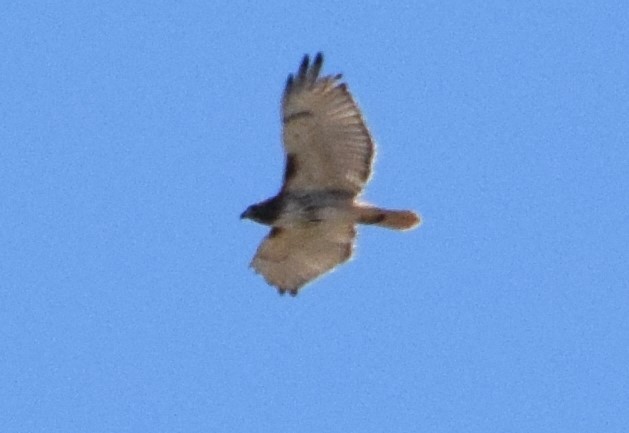 Red-tailed Hawk - ML310273931