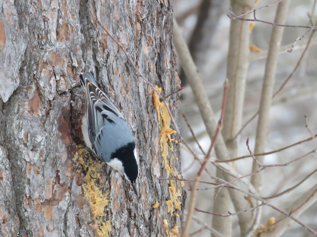 White-breasted Nuthatch - ML310275281