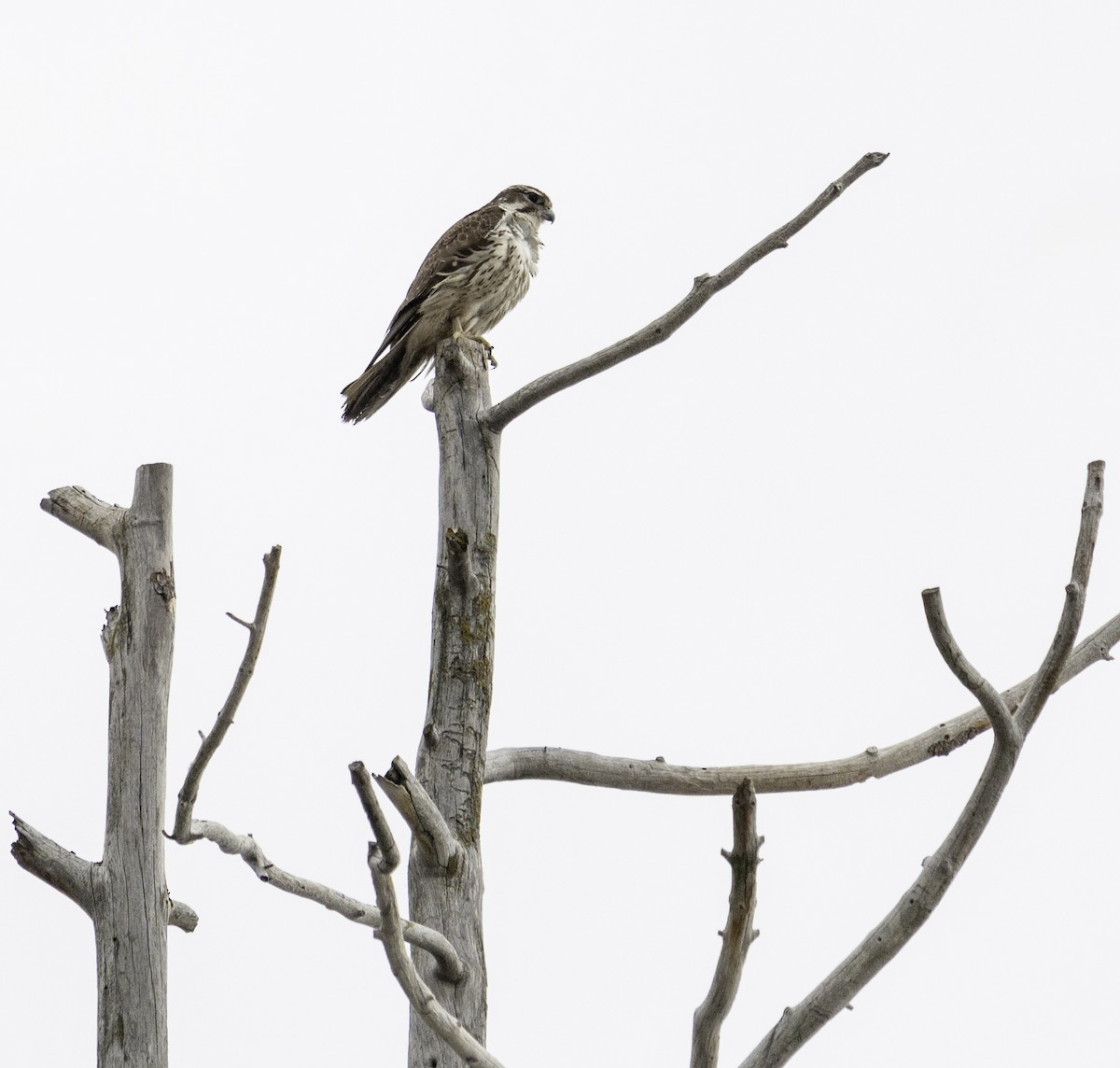 Prairie Falcon - Wes Stone