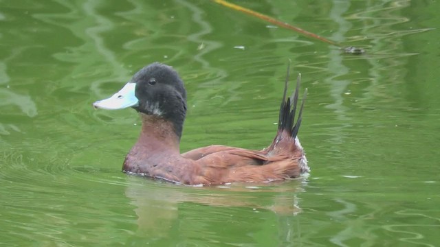 Andean Duck (ferruginea) - ML310277971
