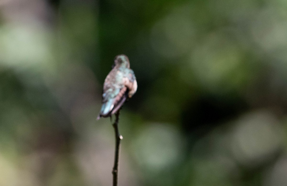 Scaly-breasted Hummingbird - Robert Bochenek
