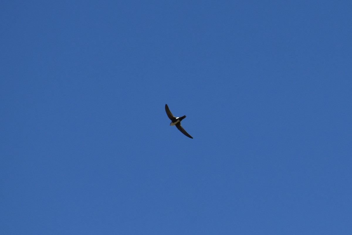 White-throated Swift - Griffin Rohrer