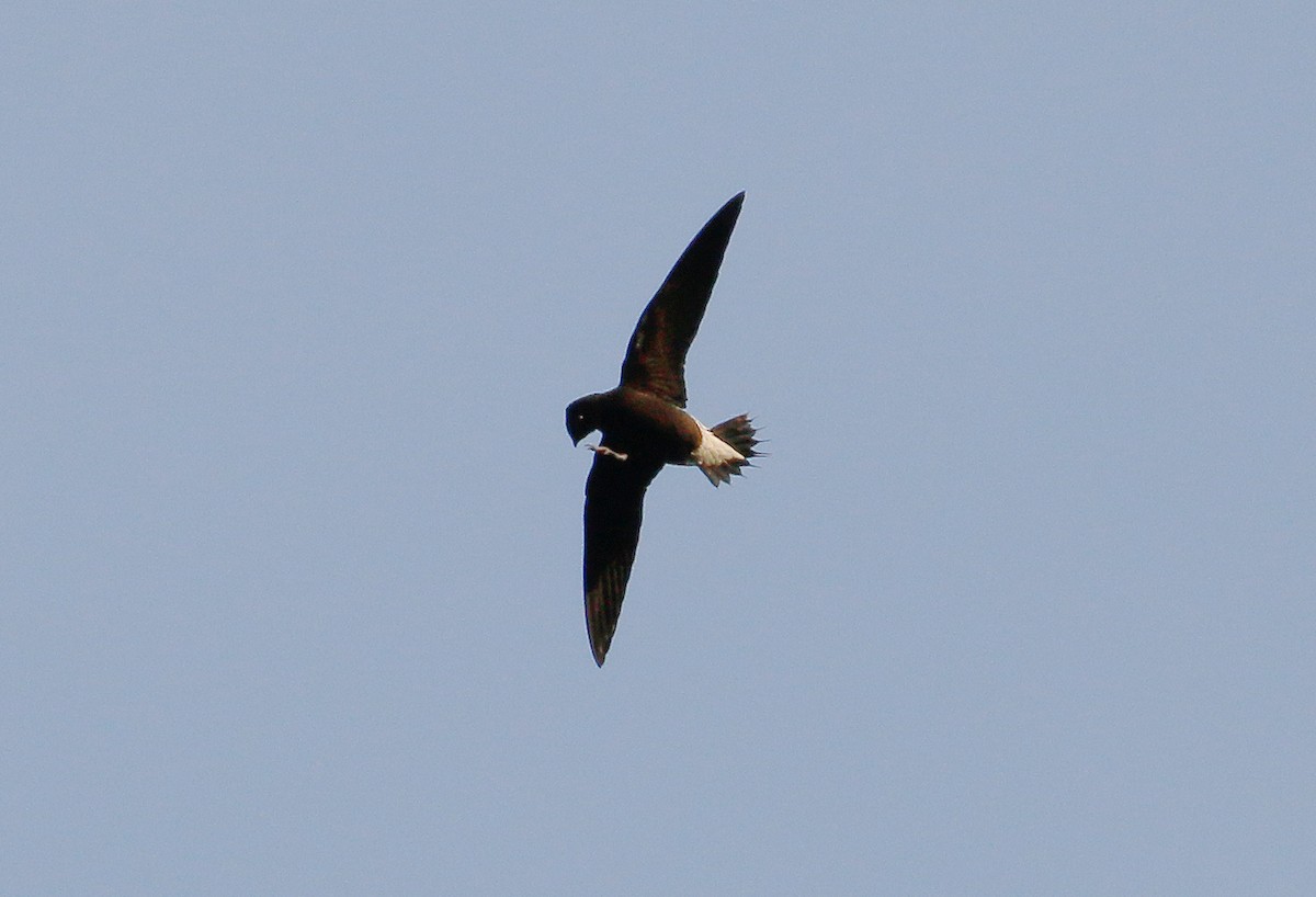 Brown-backed Needletail - ML31029301