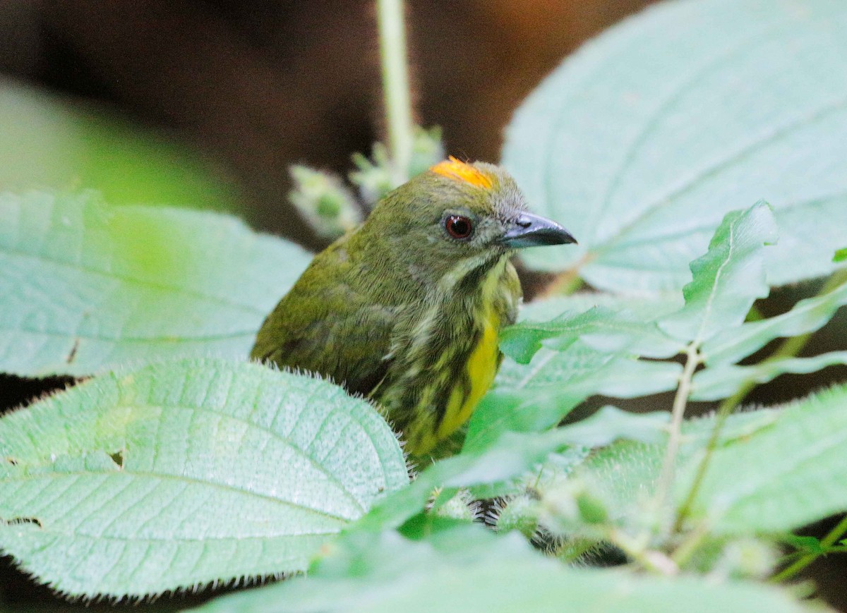 Yellow-breasted Flowerpecker - Neoh Hor Kee