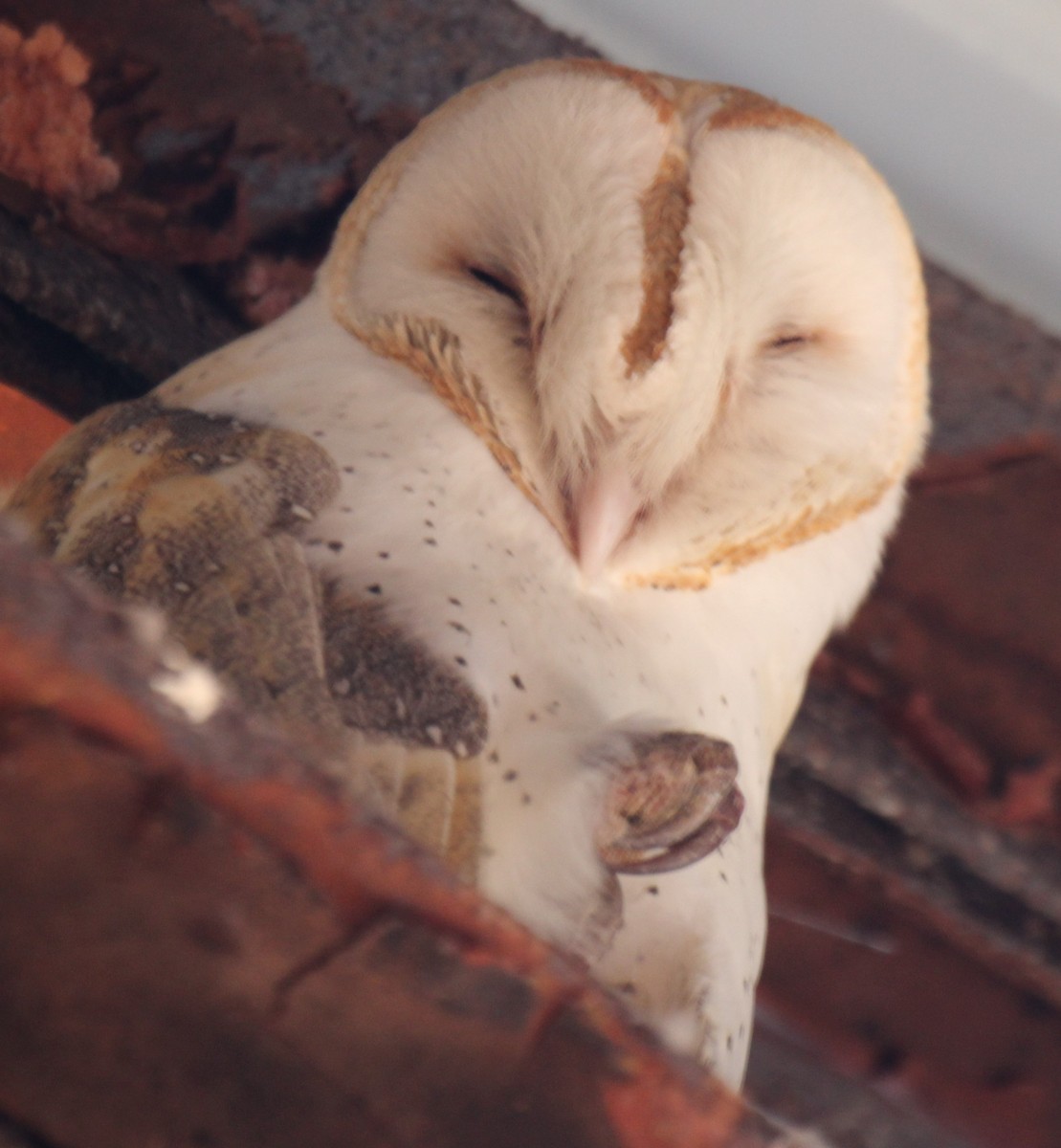 Barn Owl - Lawrence Gardella