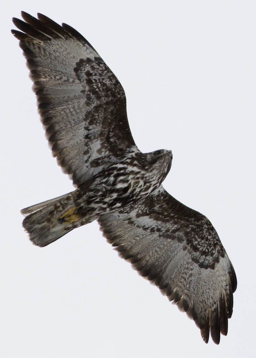 Red-tailed Hawk (Harlan's) - ML310303111