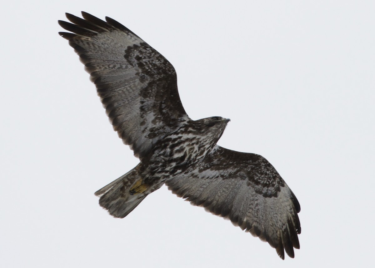 Red-tailed Hawk (Harlan's) - ML310303121